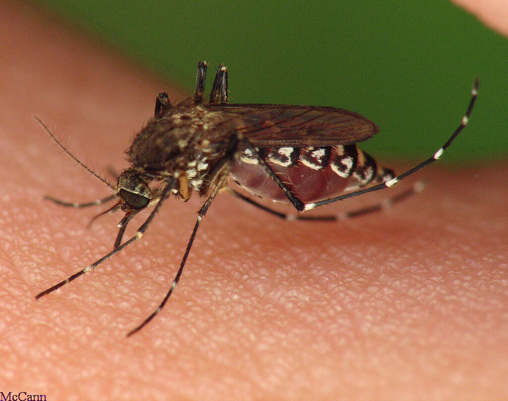 aedes mosquito